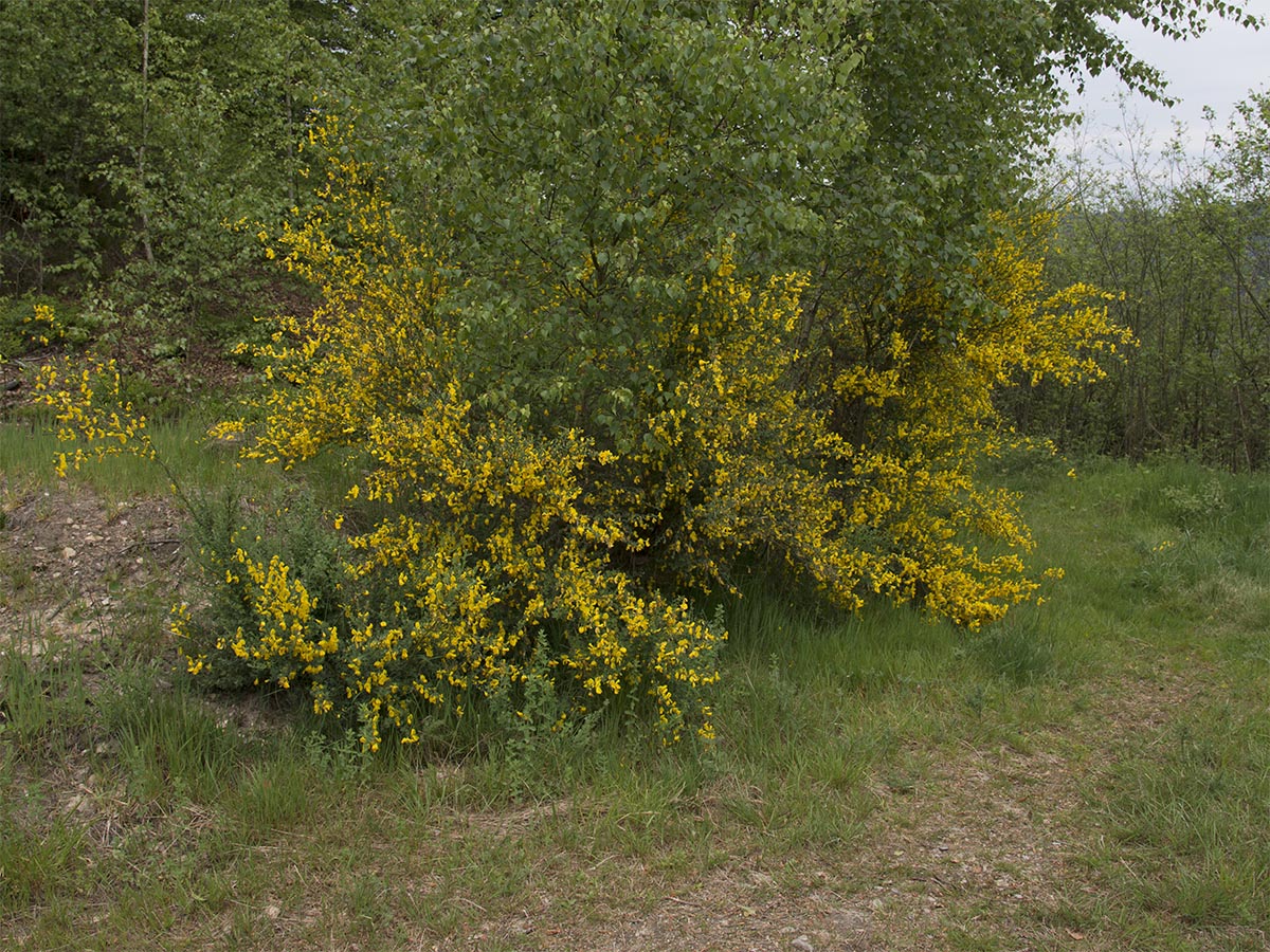 Cytisus scoparius